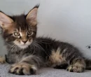 Felix1